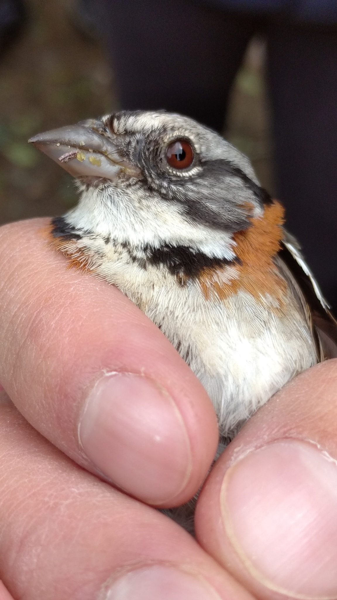 Zonotrichia image