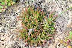 Salicornia natalensis