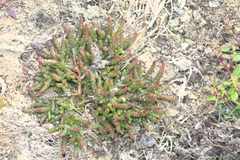 Salicornia natalensis