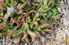 Salicornia natalensis