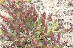 Salicornia natalensis