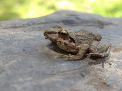 Pristimantis lymani