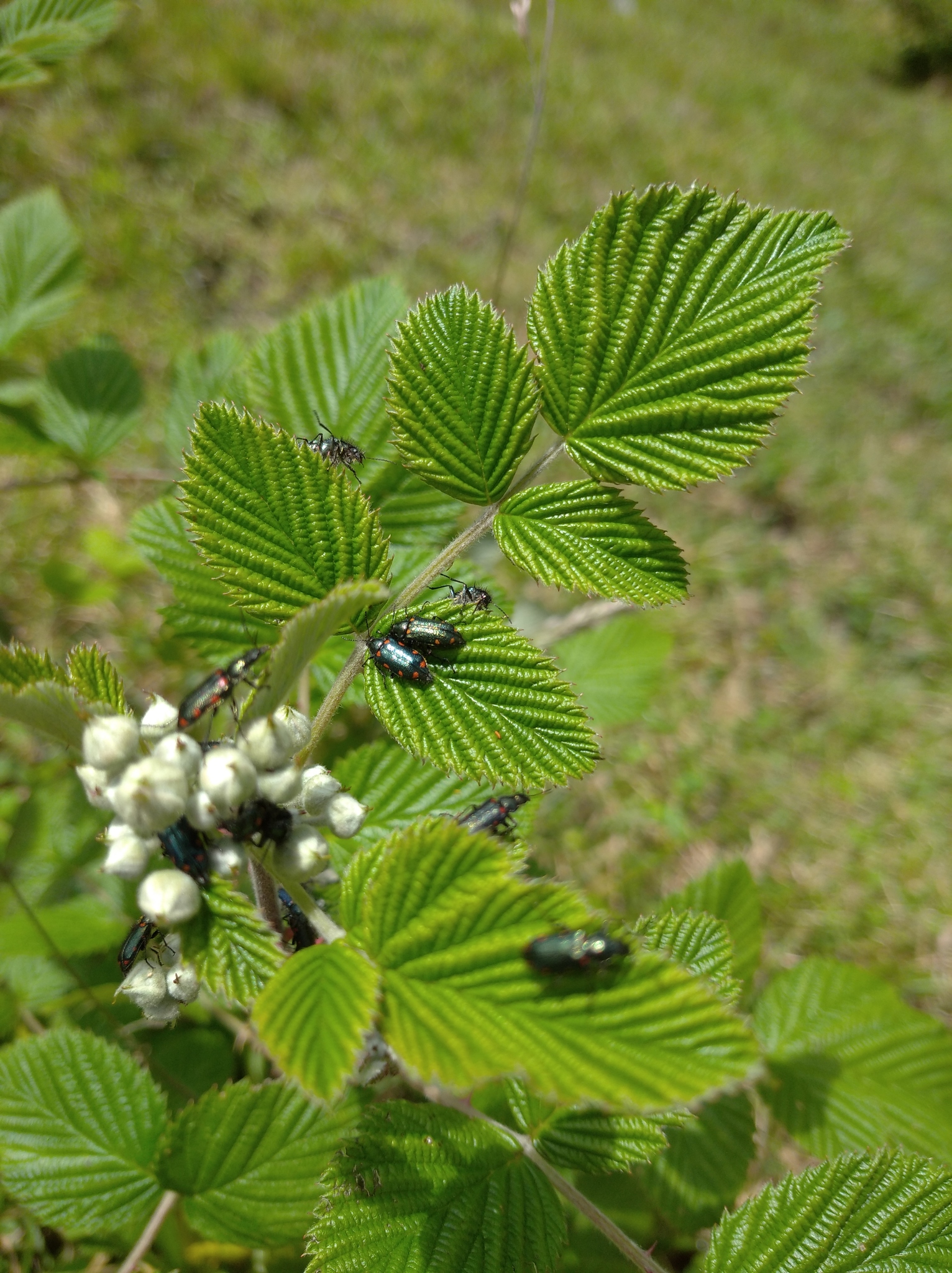 Stylasteridae image