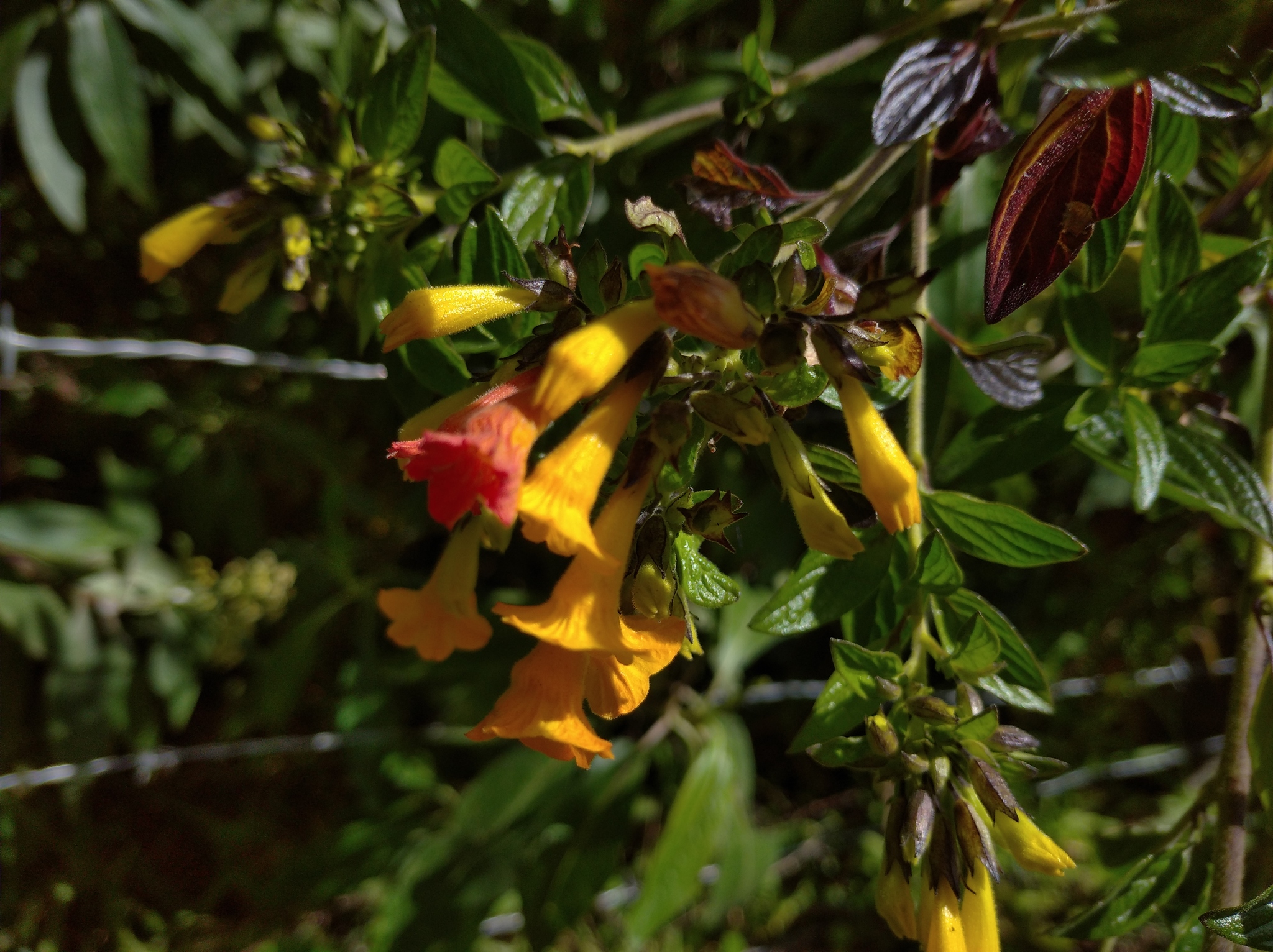 Streptosolen jamesonii image
