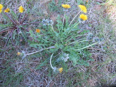 Taraxacum rhamphodes