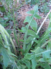 Taraxacum rhamphodes