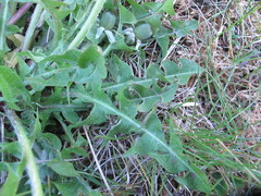 Taraxacum rhamphodes