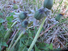 Taraxacum rhamphodes