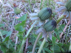 Taraxacum rhamphodes
