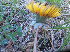 Taraxacum rhamphodes