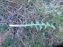 Taraxacum rhamphodes