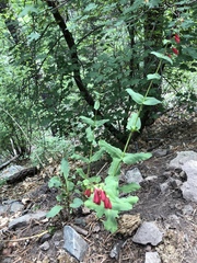 Penstemon cardinalis