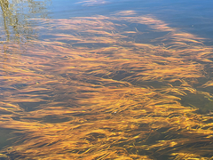 Potamogeton epihydrus