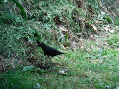 Turdus merula