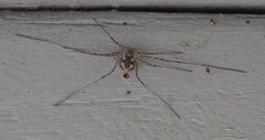 Leptobunus borealis