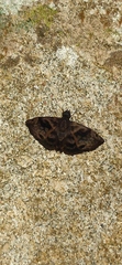 Ebrietas anacreon