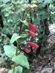 Penstemon cardinalis