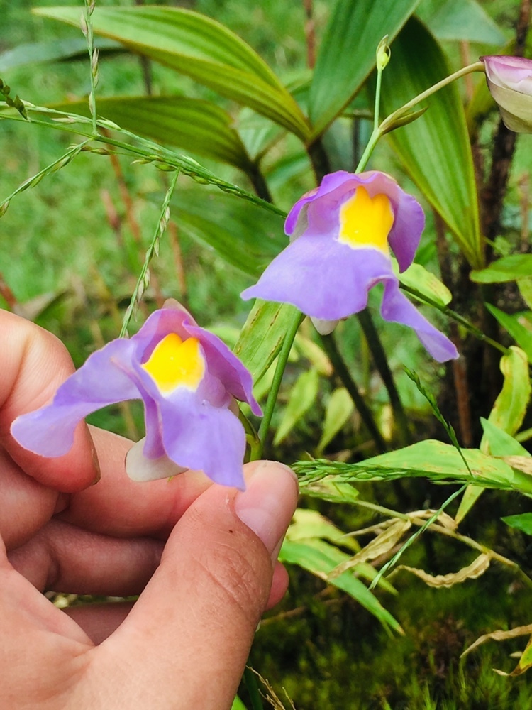 Utricularia endresii Rchb.f. 3