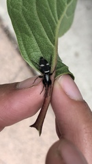 Sergiolus columbianus