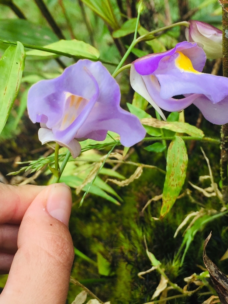 Utricularia endresii Rchb.f. 4