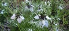 Nigella damascena