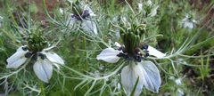 Nigella damascena