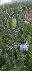 Nigella damascena
