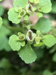 Chrysosplenium oppositifolium