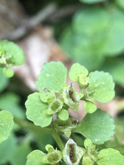 Chrysosplenium oppositifolium