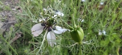 Nigella damascena