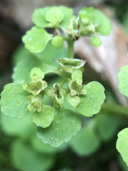 Chrysosplenium oppositifolium