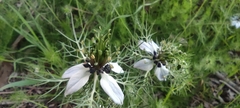 Nigella damascena
