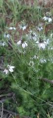 Nigella damascena