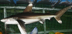 Carcharhinus longimanus