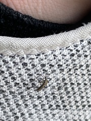 Psorophora cyanescens