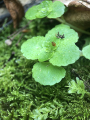 Chrysosplenium oppositifolium