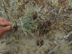 Astragalus nevinii