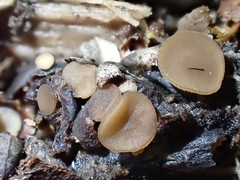 Moellerodiscus capillipes