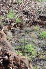 Schoenoplectus scirpoides