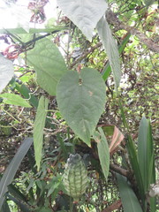 Thladiantha punctata