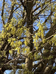 Quercus