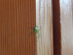 Aoaraneus pentagrammicus