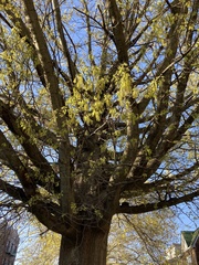 Quercus