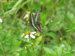 Graphium sarpedon connectens