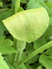 Uromyces ari-triphylli