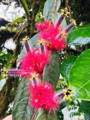 Columnea minor