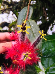 Columnea minor