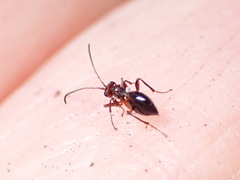 Zopheroteras