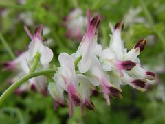 Fumaria capreolata babingtonii