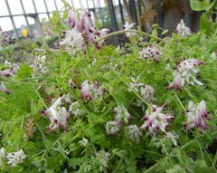 Fumaria capreolata babingtonii